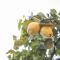 Runcina 1-16