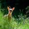 Camping Val di Sole-29