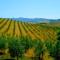 Agriturismo in Tuscany with Pool and Wine Tasting-30