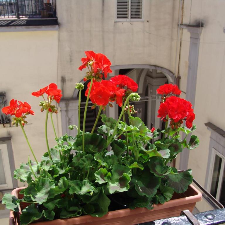 Terrazza dei Principi - Camera Familiare con Bagno Privato - 19