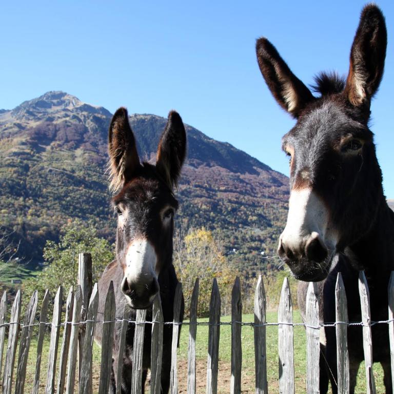 Roulottes Montagne Pyrenees - Roulotte Montagne Cleo - 29