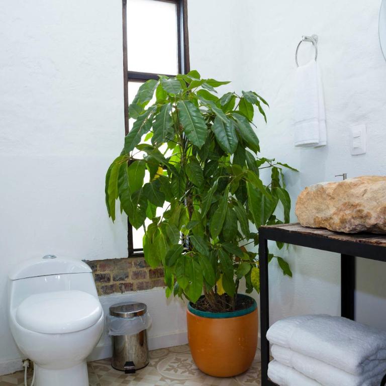 Hotel Mulato - Queen Room - 2