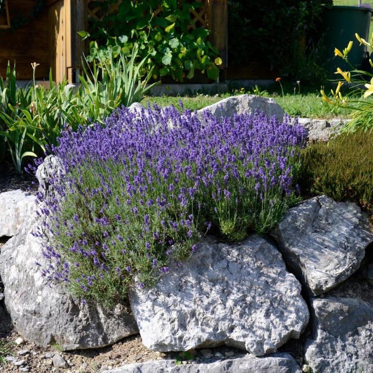 Alpinrefugium Haus am Anger - Monolocale - 12
