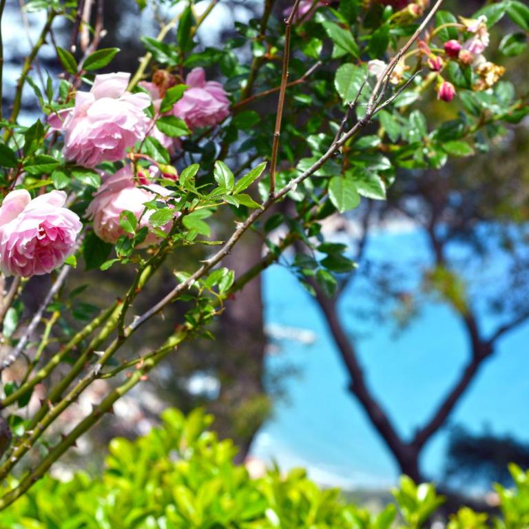Torre Alpicella - Essenza di Riviera Holiday Home - Casa Vacanze - 29