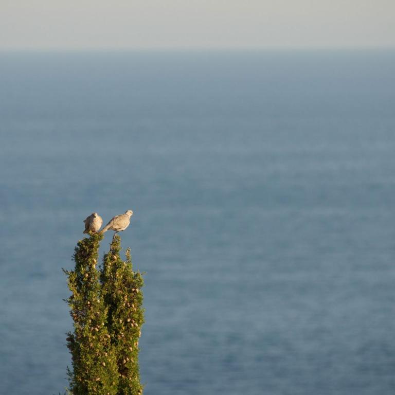 Appartamento vista mare - Appartement 2 Chambres - 27