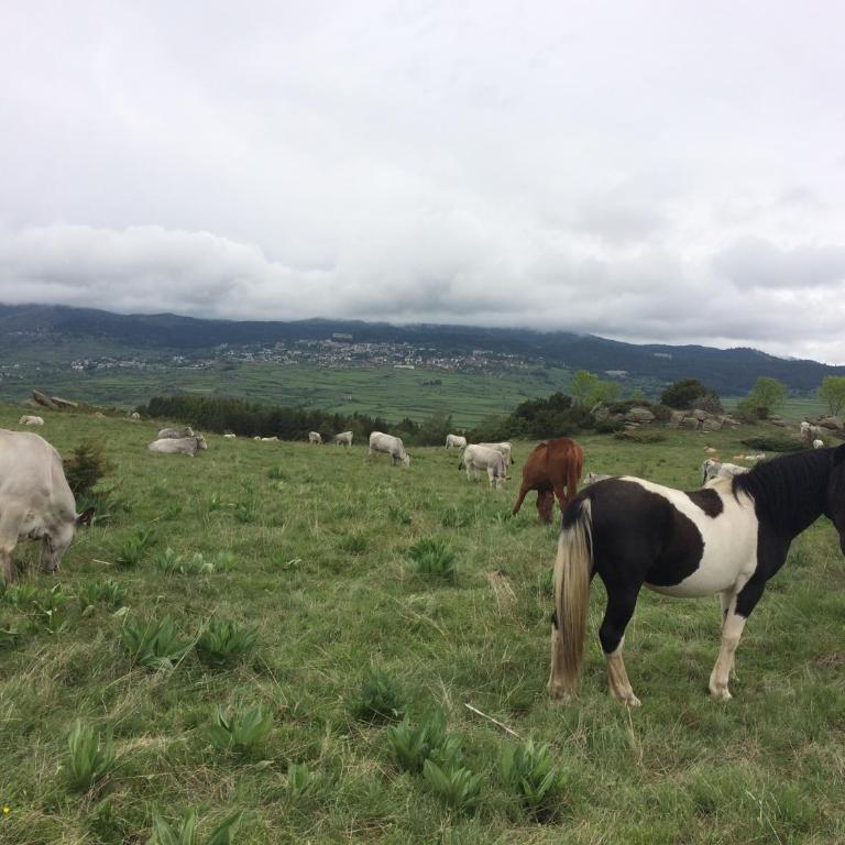 Le Jardin de Font Romeu - Appartement - Rez-de-Chaussée - 24