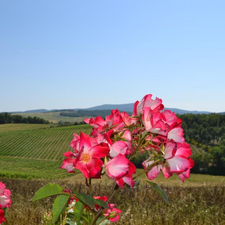 Agriturismo Cignanbianco - Appartamento con 3 Camere da Letto - 2