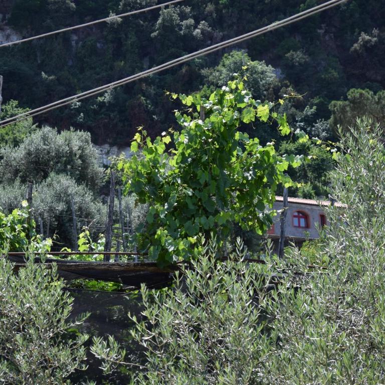 Sorrento Dolce Casa - Appartamento con 3 Camere da Letto - 33