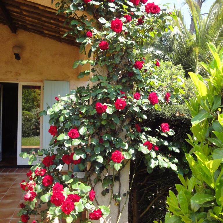 Le Mas des Gardettes - Estudio con terraza y jardín - 5