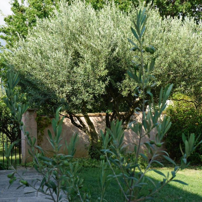 La belle histoire Gîte Ventoux - Studio avec Vue sur Jardin - 29