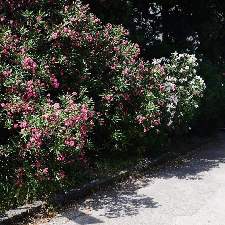 Apartment Garden - Studio Apartment - 9