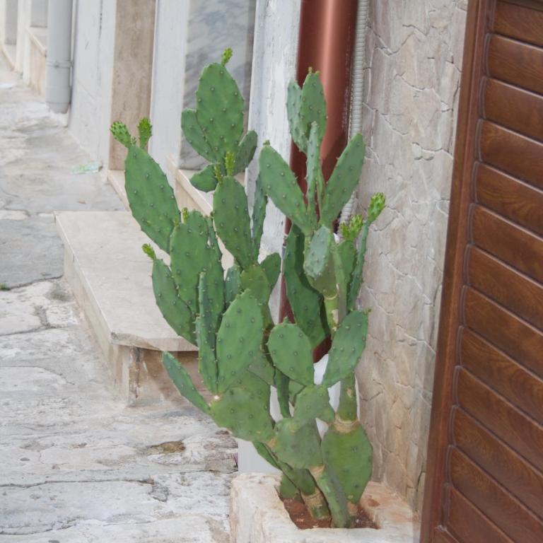 Casa Jenny - Appartamento - 9