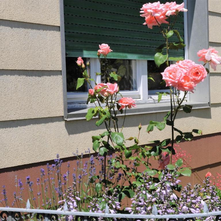 Ferienwohnung ALEX - Apartment with Balcony - 26