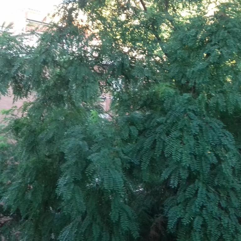 La finestra sul bosco - Appartamento - 17