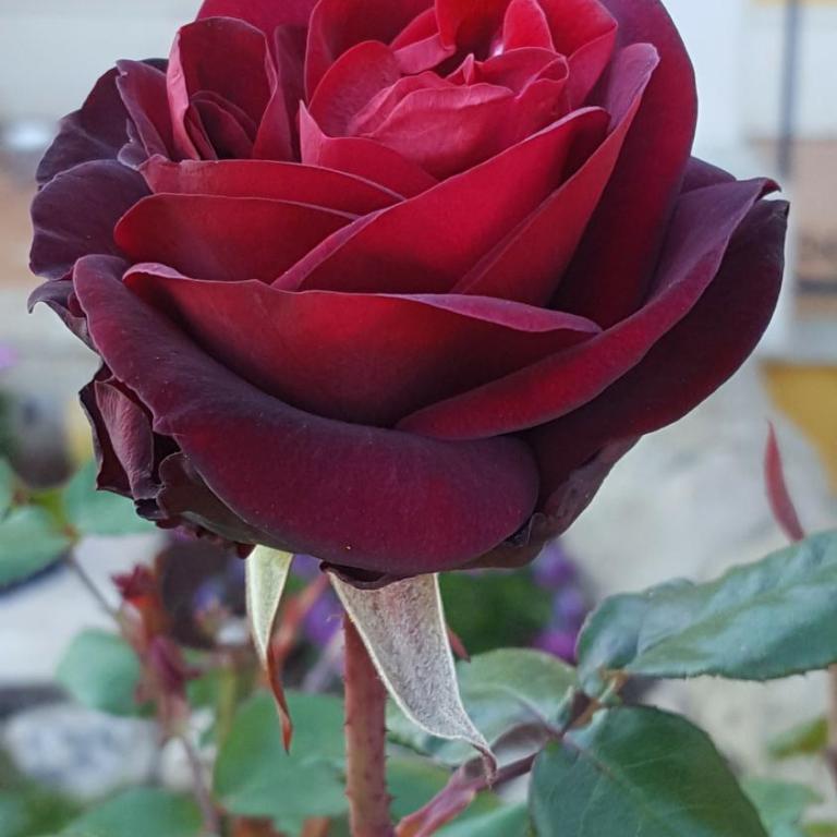 Le Rose di Modica - Casa con 1 Camera da Letto - 20