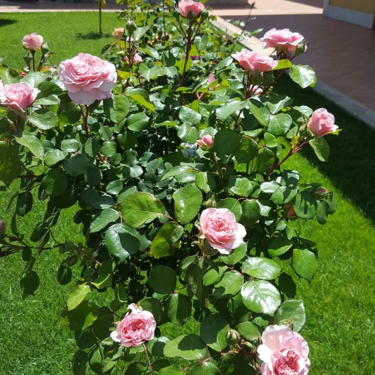Le Rose di Modica - Casa con 1 Camera da Letto - 18