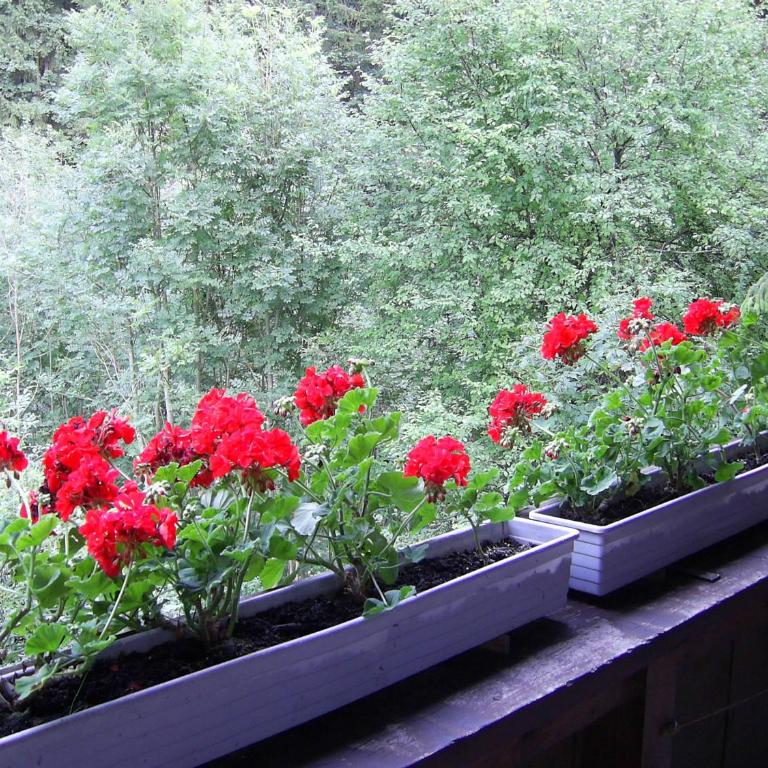 Pension Mühlbachhof - Einzelzimmer mit Balkon - 5