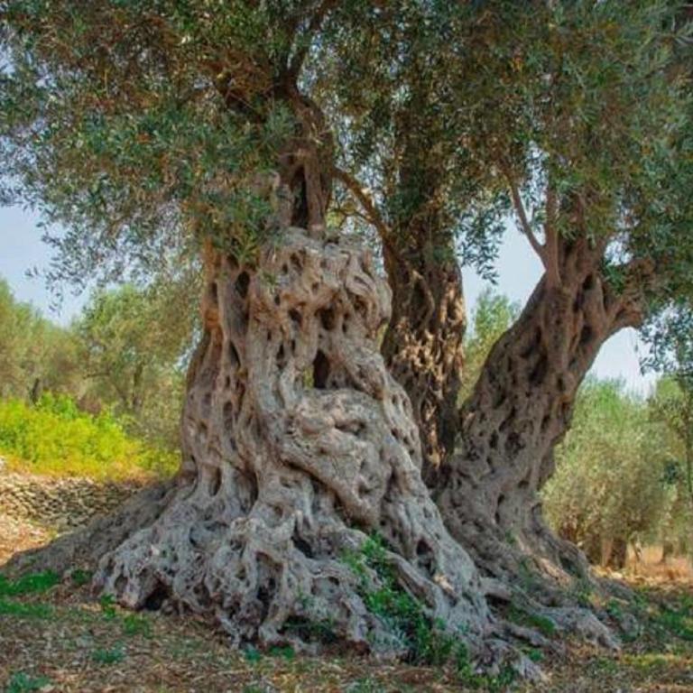 Holiday Park Olive Tree - Deluxe Bungalow with Garden View - 35