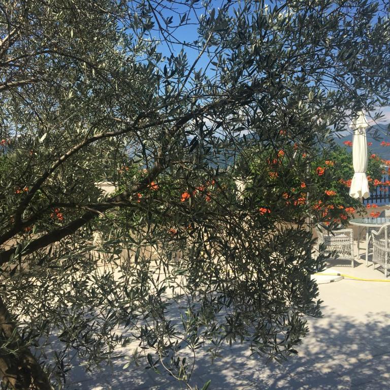 Villa Mare Apartments - Apartman - Prizemlje - 1