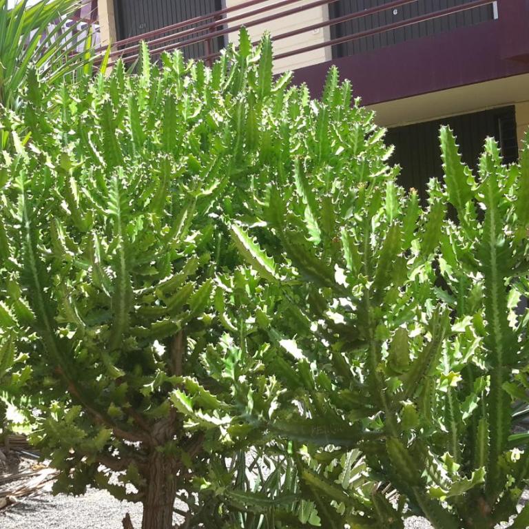 Beautiful Apartment Hercules - Apartamento - Planta baja - 40