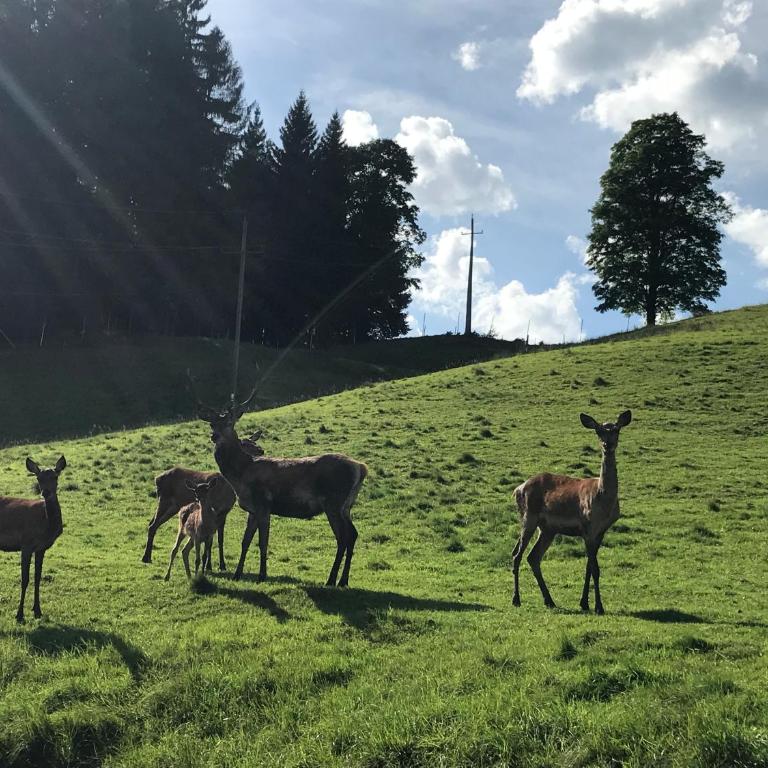 Berghof Haselsberger Appartements - Apartamento con vistas a las montañas - 38