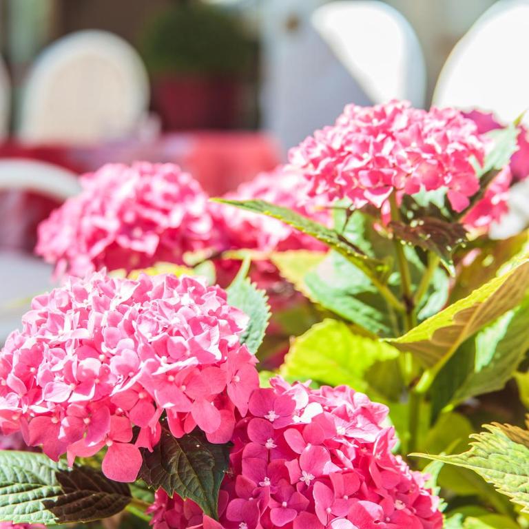 Hotel Garden - Parking Included - Camera Comfort Matrimoniale/Doppia con Letti Singoli - 3