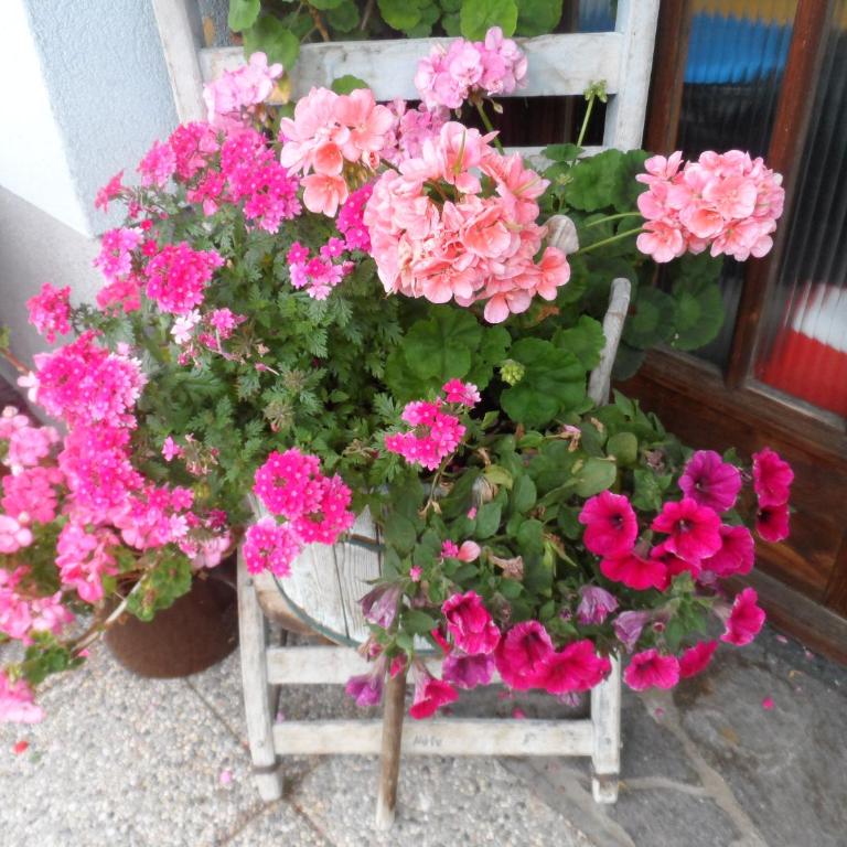 Haus am Wiesenrain - Studio-Apartment - 76