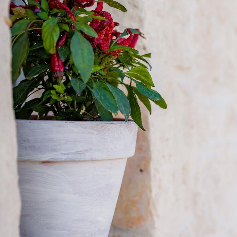 Trullitria Rooms - Trullo Classic - 18
