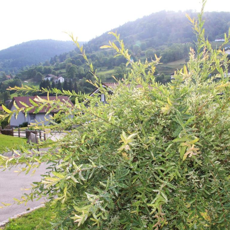 Gite Les Cimes - Casa con 3 Camere da Letto - 25