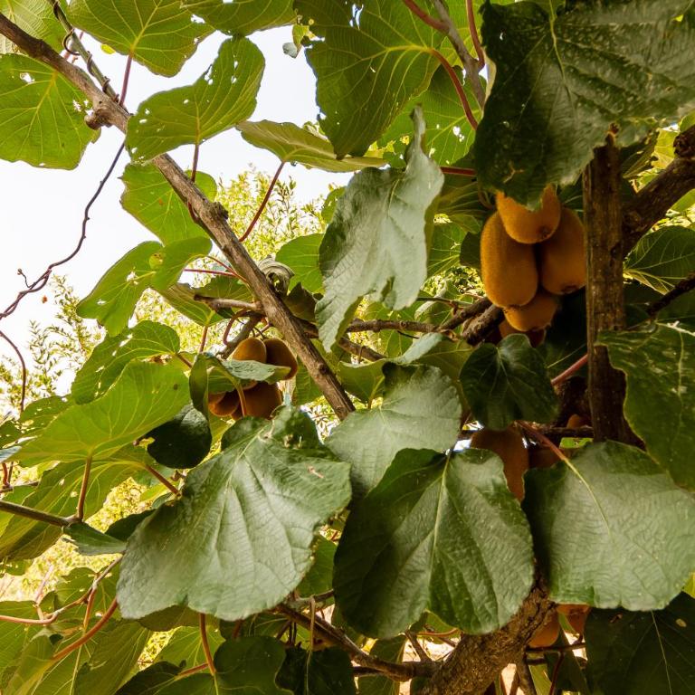 Villa Pavlović - Superior Villa - 46