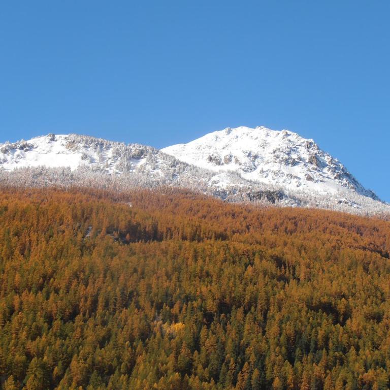 Chalet Bon Accueil - Jardin - Chalet 1 Chambre - 14