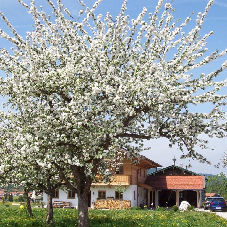 Ferienwohnung Regina Holzner - Apartment mit Blick auf die Berge - 17