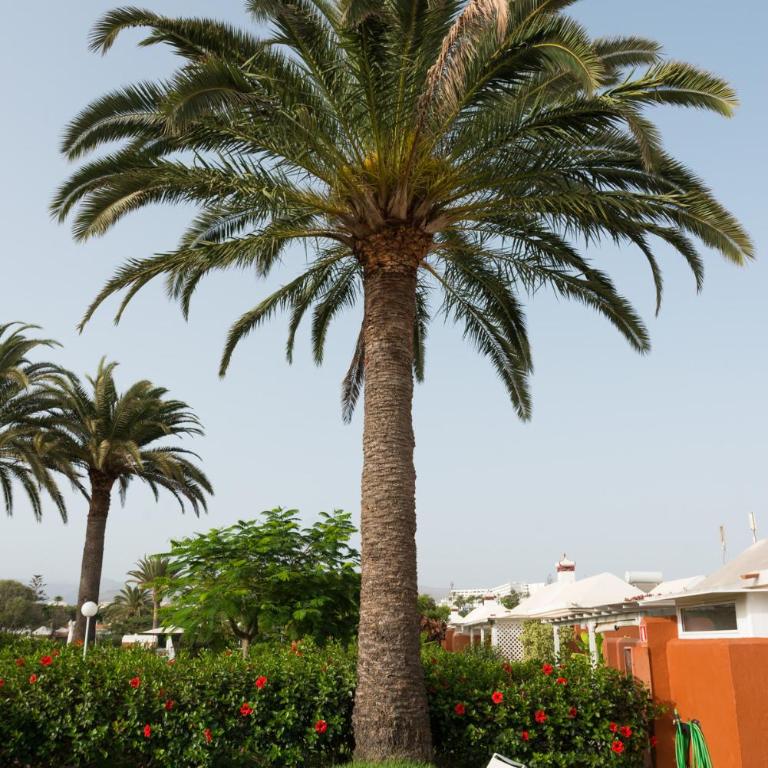 Bungalow en Maspalomas, Los Melocotones - Casa de 2 dormitorios - 22