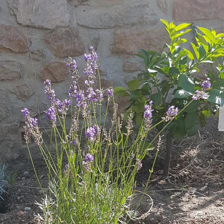 La petite bergerie - Maison de Vacances - 19