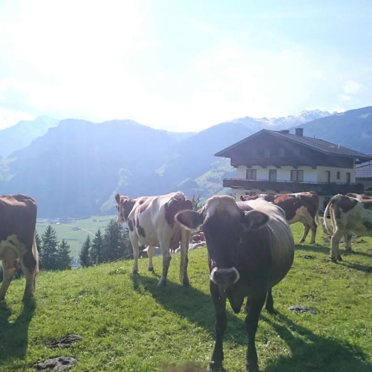 Saibatenhof - Ferienhaus - 42