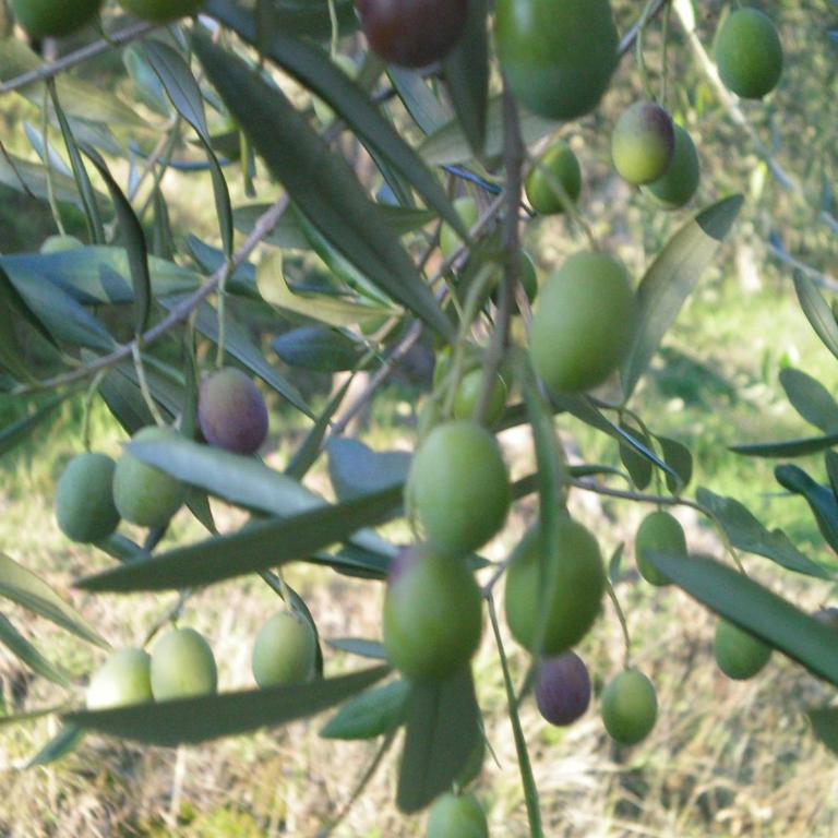 casa al colle - Casa Vacanze - 7