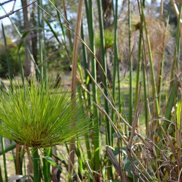 Cabañas Sidharta - Bungalow de un dormitorio - 61