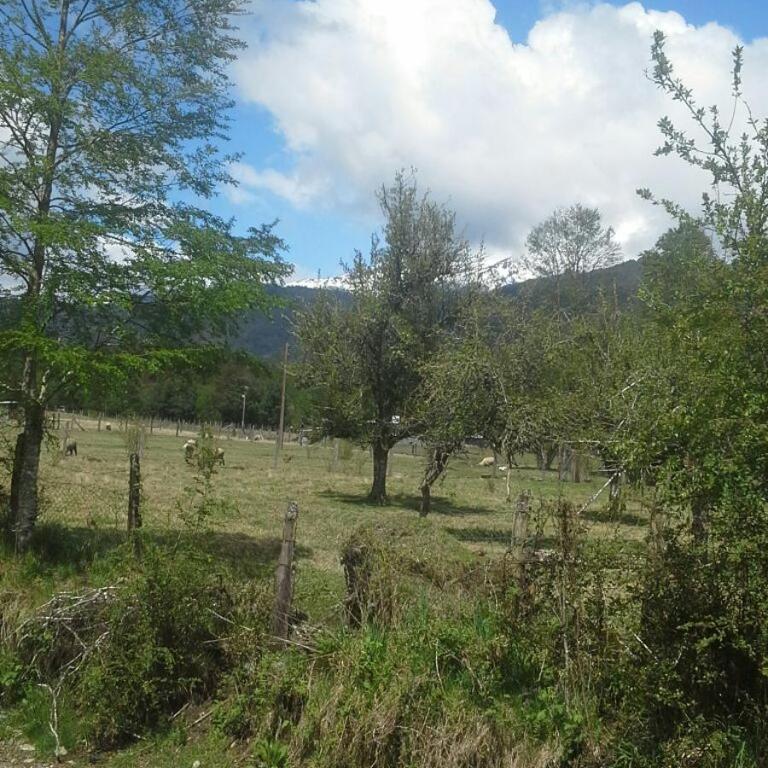 Cabañas piedra Alta, Huilo Huilo - Bungalow - 19