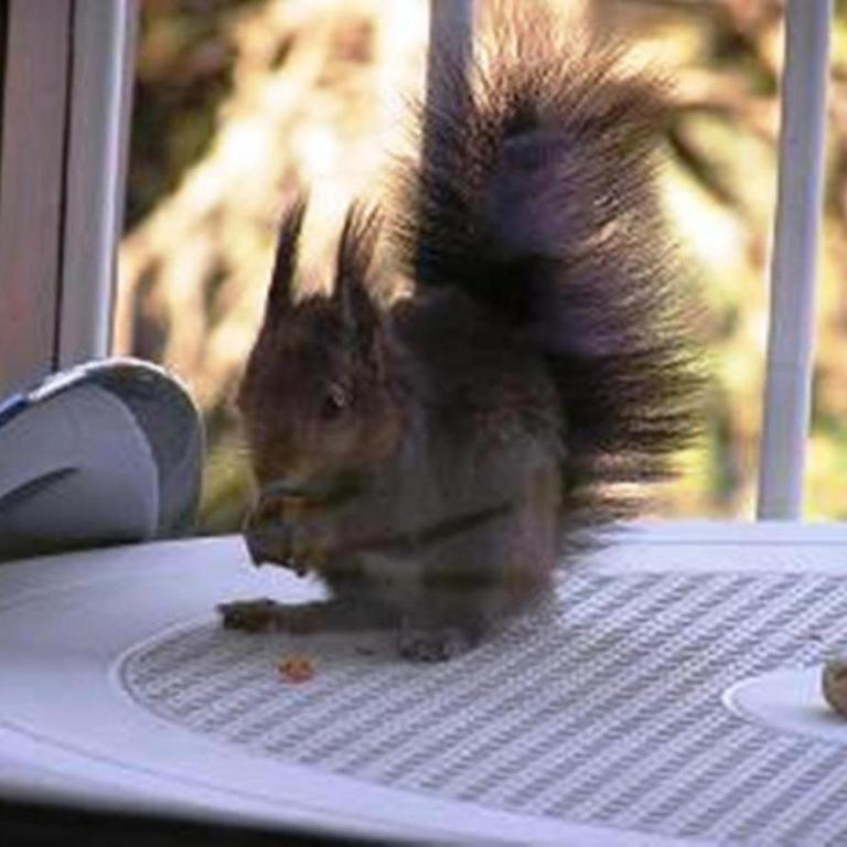 Le Sciurus - Studio avec terrasse - Parking - Appartement avec Balcon - 9
