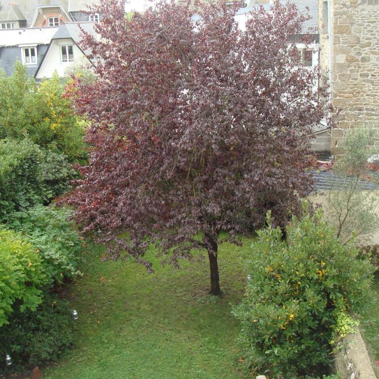 B&B Maison Angélus - Chambre Double Supérieure - Vue sur Jardin - 6