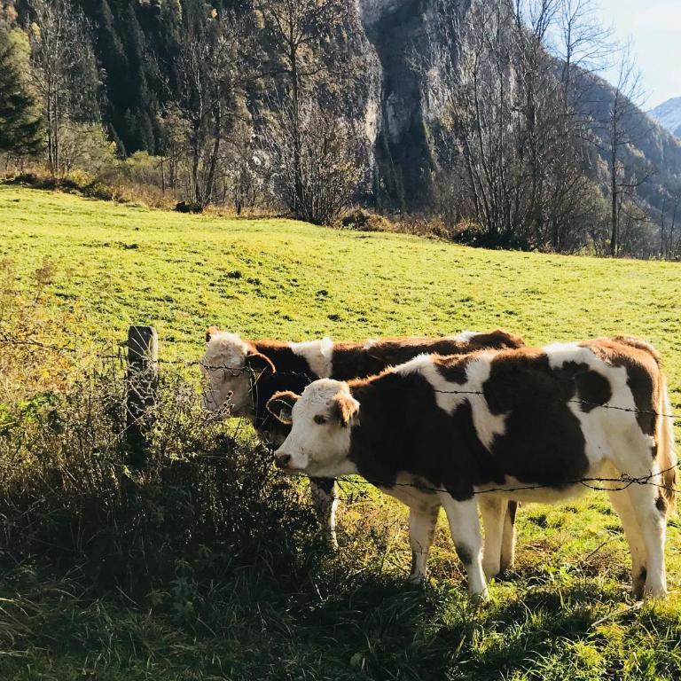 Malerwinkel, Forsthaus - Ferienhaus mit Bad - 27