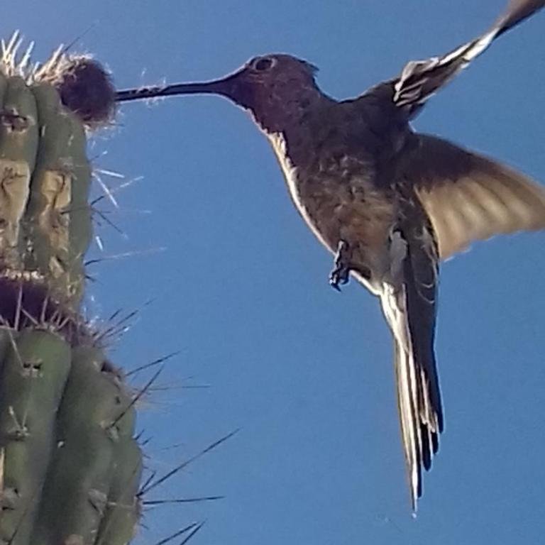 Hostal Piedra Andina - Habitación Individual con vistas al lago - 4