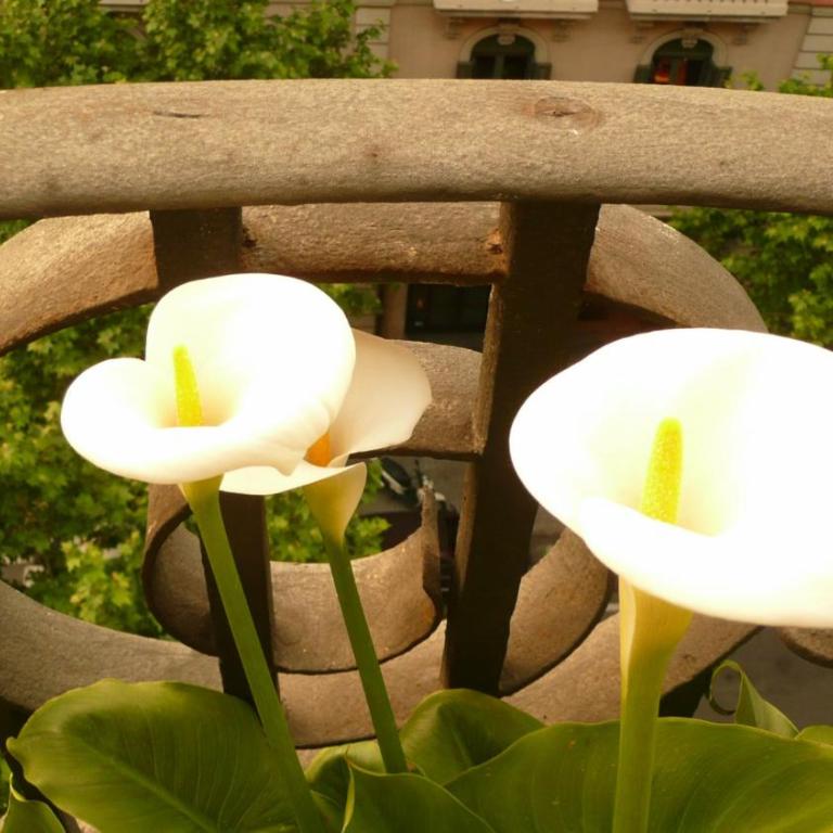 Balcones y Vistas en el Centro de la Ciudad - Apartment with Balcony - 14