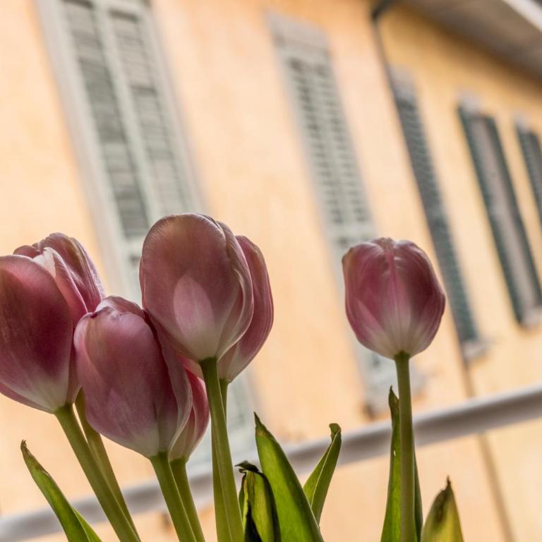 Casa Sofia -Airport free shuttle-H24 - Appartamento - 26