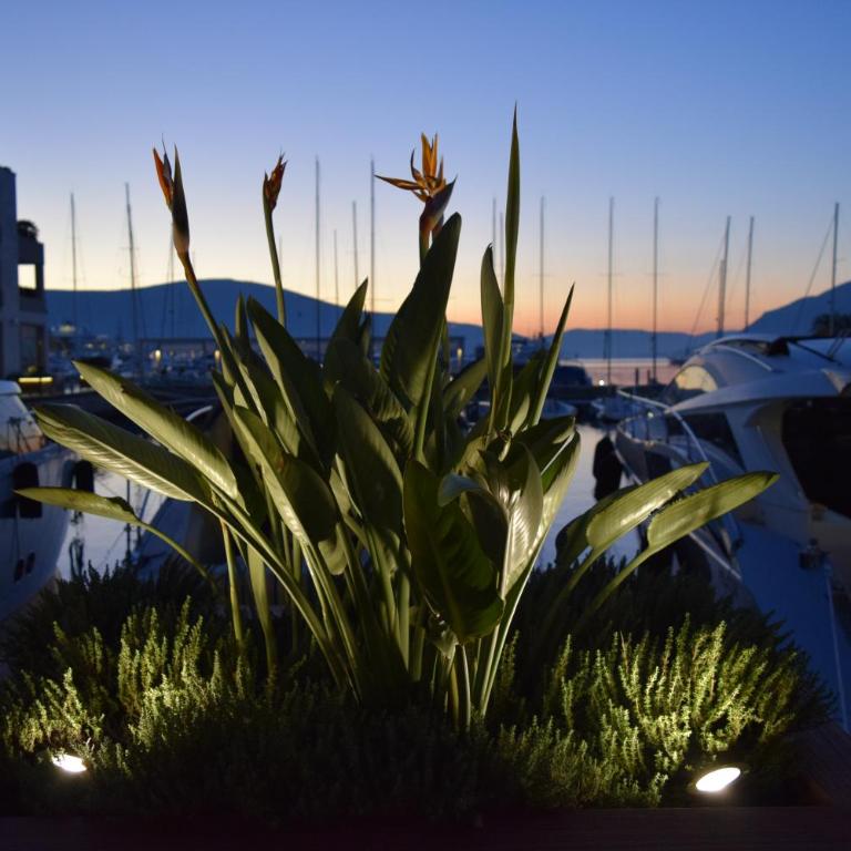 Apartment S&M - Apartman sa Pogledom na Vrt - 52