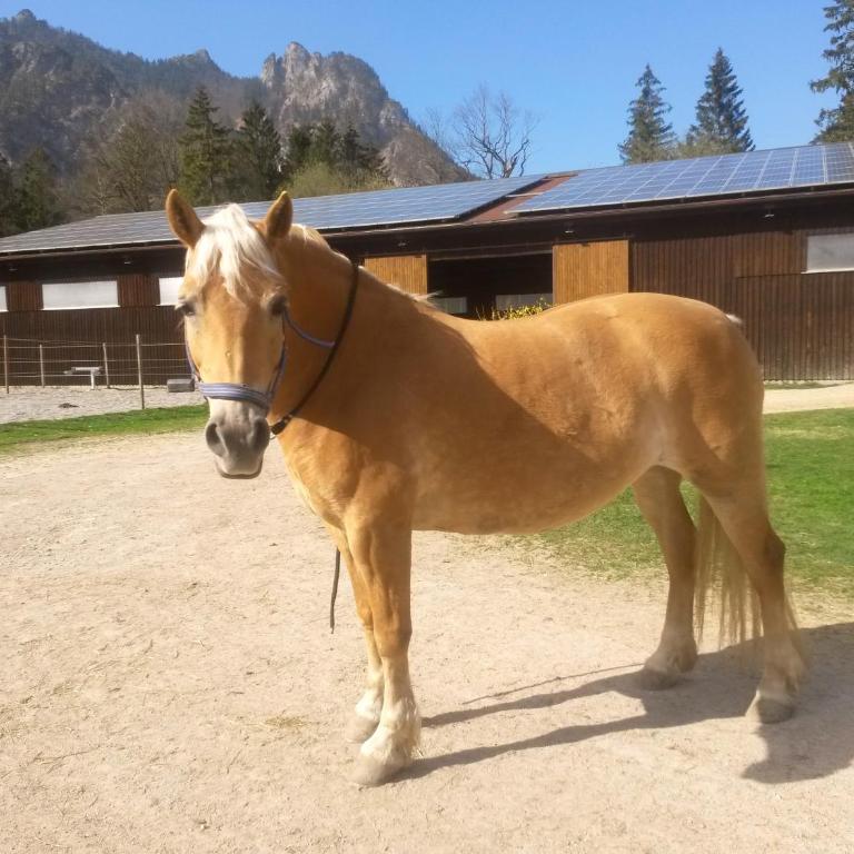 Ferienhaus Gestüt Pfaffenlehen - Haus mit 3 Schlafzimmern - 34