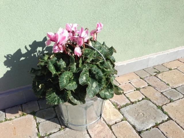 Villamir B&B - Appartamento con Patio e Vista Giardino - 17
