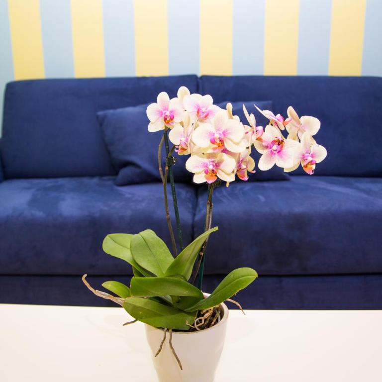 Lemon Flats Sorrento - Apartment with Sea View - 10