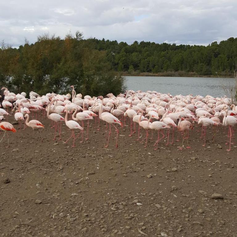 Appartement Le Flamant Rose - Appartement - Vue sur Lac - 31