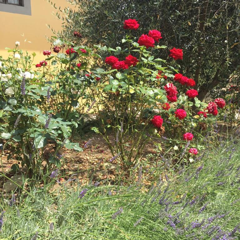 Casa Della Ciri - Appartamento - 10